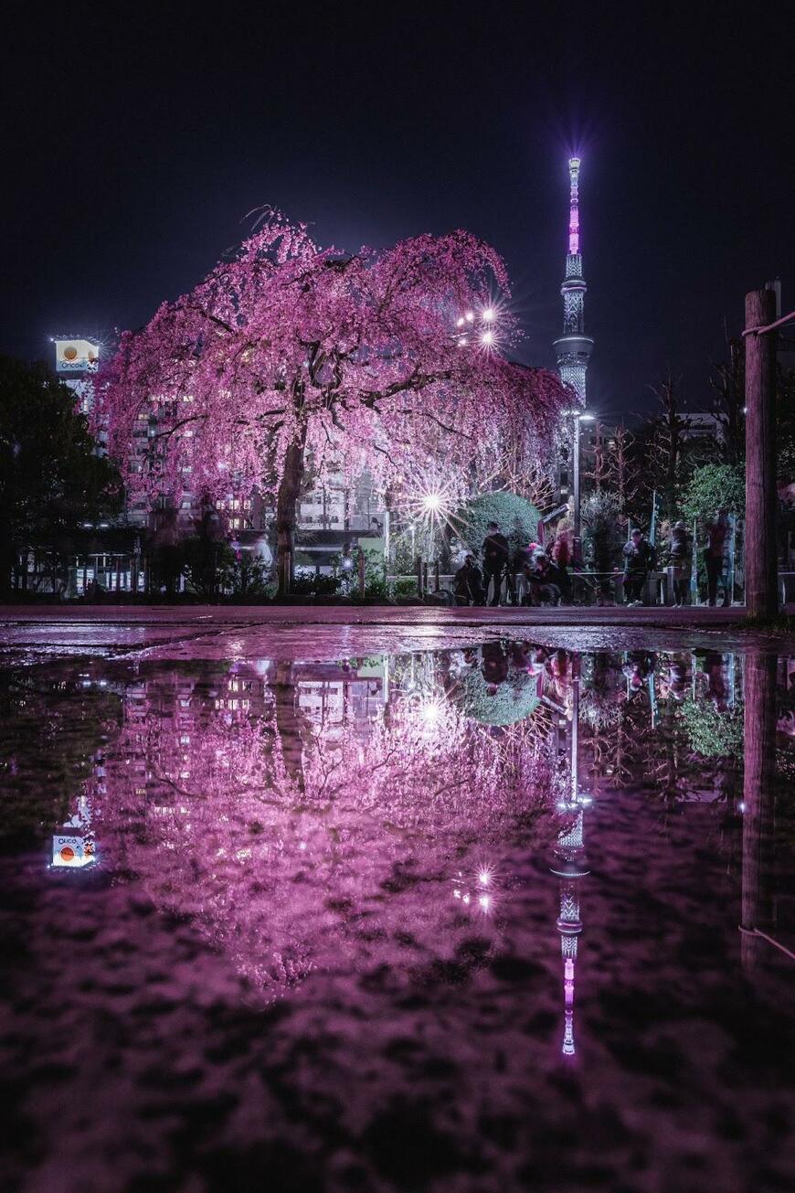 東京スカイツリーと夜桜