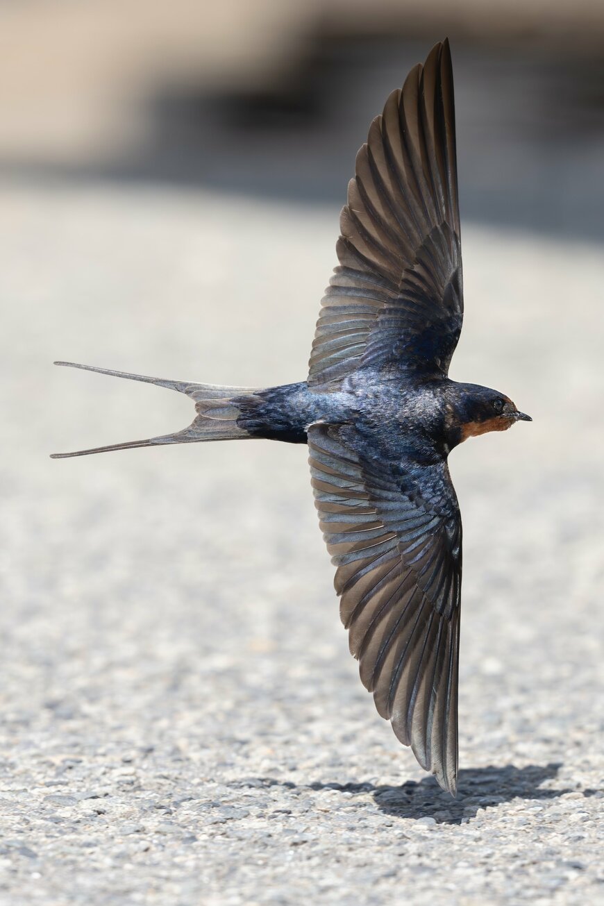 ツバメの低空飛行
