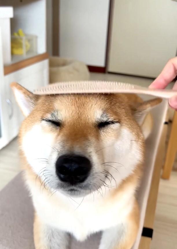 しゃもじで撫でられている犬