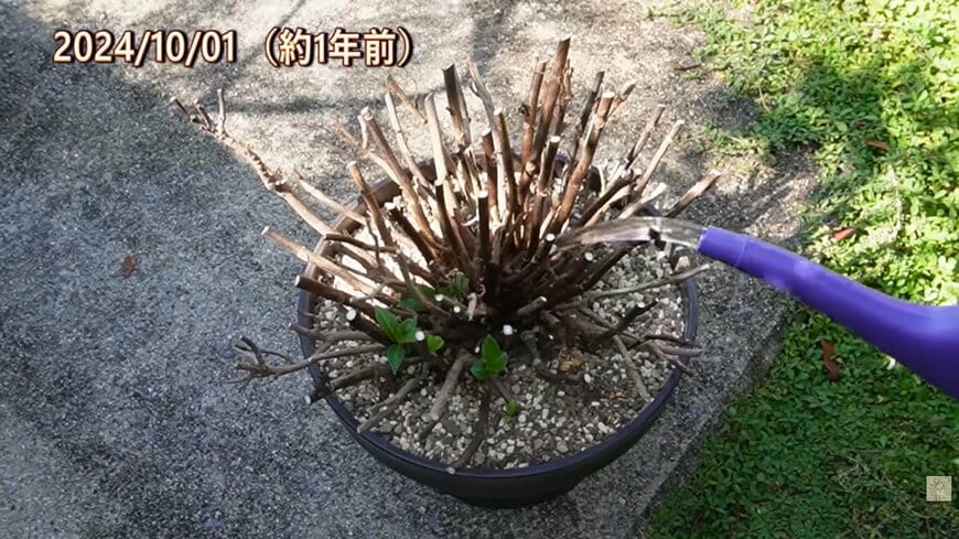 鉢植えアジサイの水やり