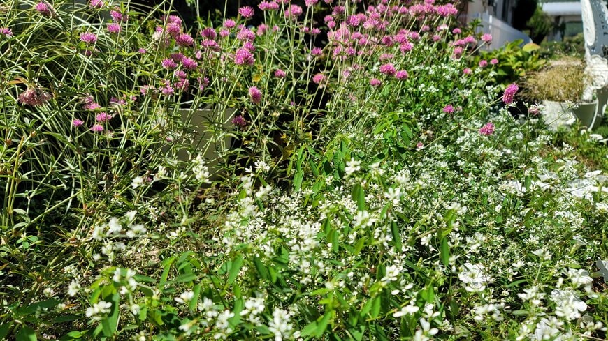 ユーフォルビアダイアモンドスノー筆者撮影写真