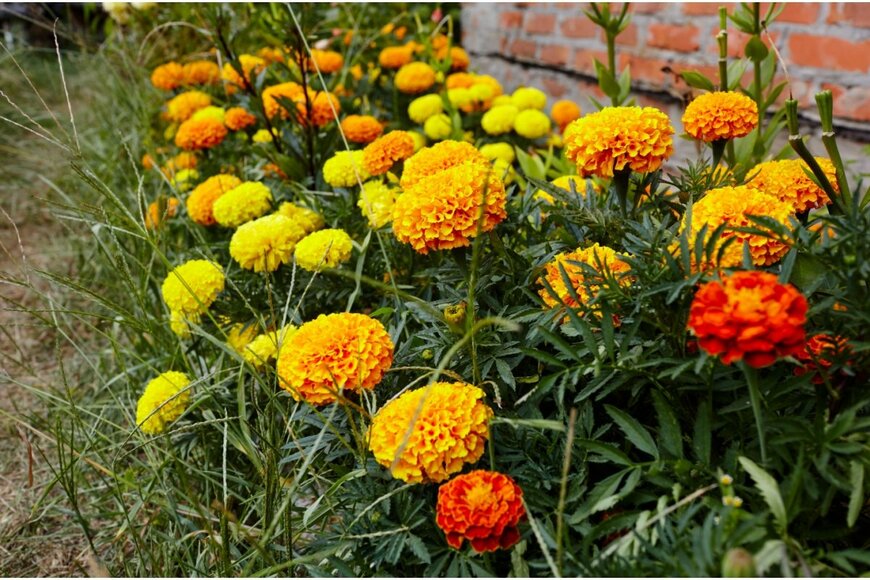 マリーゴールドの花。色はオレンジや黄色
