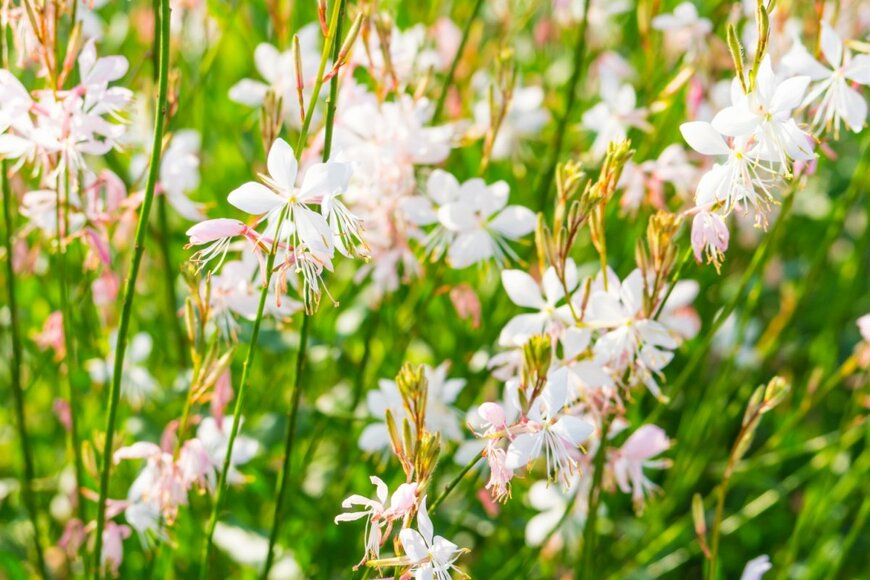 ガウラの花が咲いている。花の色は白、葉の色は緑。