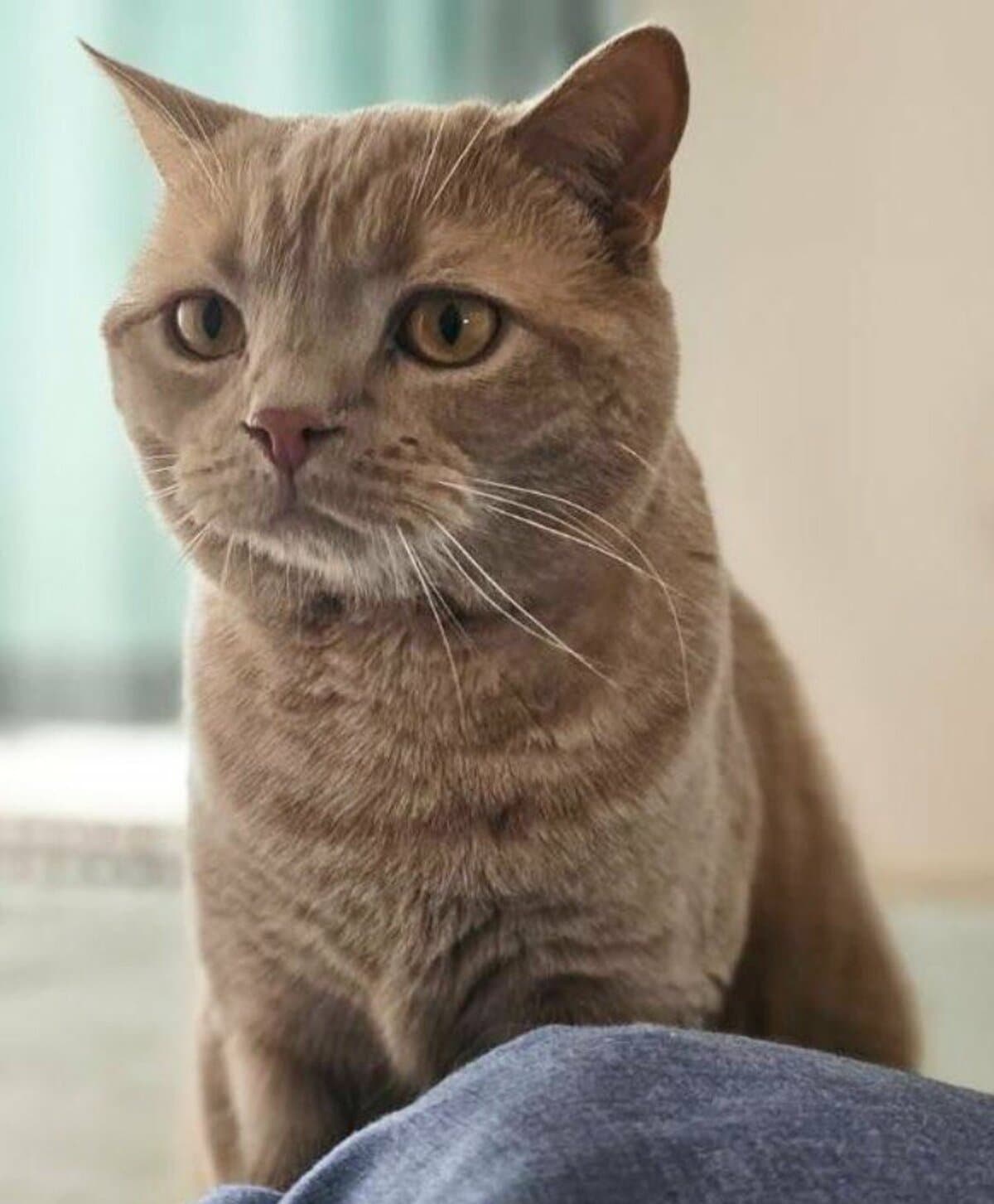 イギリス製デコパージュ猫　立ち姿の凛々しいデコパージュされた猫ちゃん！ 凛々しい真顔の猫ちゃん→へそ天ポーズの前足で見事な文字を作る様子に