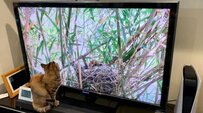 大好きな番組を見つめる猫ちゃんの姿が話題に！テレビに張り付く後ろ姿にXユーザー悶絶