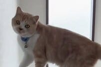 小さすぎる箱に「無理やり入る猫」に思わず目を疑う　まさかの姿に衝撃走る