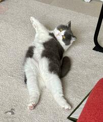 猫ちゃんの飼い主さんが抱いた『初夏の違和感』が話題