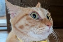 【黙れ小僧！】美猫が予想外の一喝→思わず目を疑う姿に「まさに鬼の形相だ」