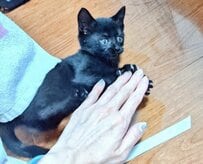 車のエンジンルームから「奇跡的に救出された子猫」　5年後のビッグな成長姿に心を動かされる