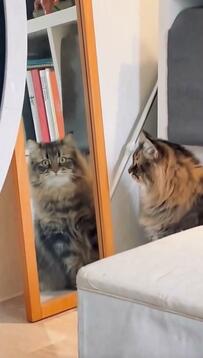 鏡を理解している猫　まさかの行動に2万3000いいね「賢すぎる…」