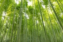 タケノコ掘りの翌日に再び竹林を訪れると…　予想外の光景に「これはやばい」「もはやホラー」の声