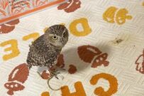 【猛抗議のフクロウ】いたずらを怒られたら…「悪くないもん！」の表情が可愛すぎる