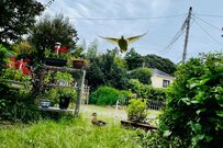 「なんでこれで飛べるんだ」飛翔するアヒルに違和感　貫録たっぷりの姿に「まるで空の王者」