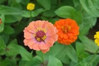 【ガーデニング】春に種まき可能！花壇を彩るオシャレな草花＜多年草・一年草＞おすすめを紹介