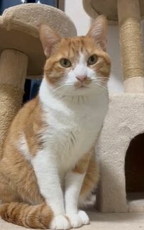 元保護猫が大好きな先輩を発見　まさかの「表情の変化」が可愛すぎると話題