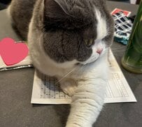 「優しいね」資格勉強をサポートする猫ちゃんの姿に思わずほっこり　