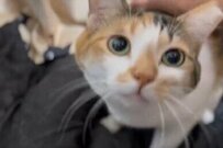 保護猫の甘える姿がかわいいとネットで話題！