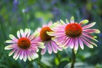 植えっぱなしで【初夏～秋ずっと咲く】大人シックな花3選！夏に強い多年草で楽ちん＆オシャレ