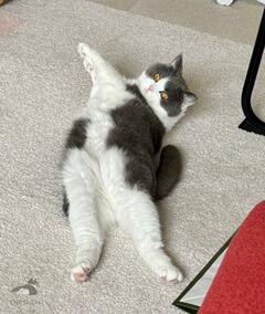 猫ちゃんの飼い主さんが抱いた『初夏の違和感』が話題