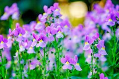 狭い庭が映える！華やかでコンパクトな《春の花》7選＆おしゃれに見せる「花選び」3つのコツ