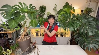 ビフォーアフター】種から育てた160cmモンステラを真っ二つにカット 