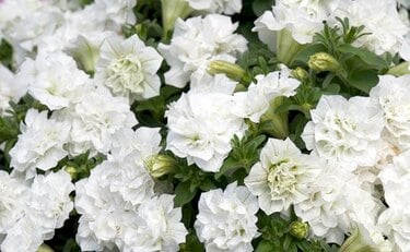 華やかな1株で雰囲気ガラリ！春「長く咲く白い花」3つ。フリル咲き