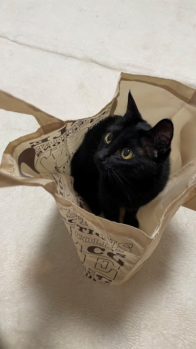 袋の中に入って落ち着くノアールちゃん