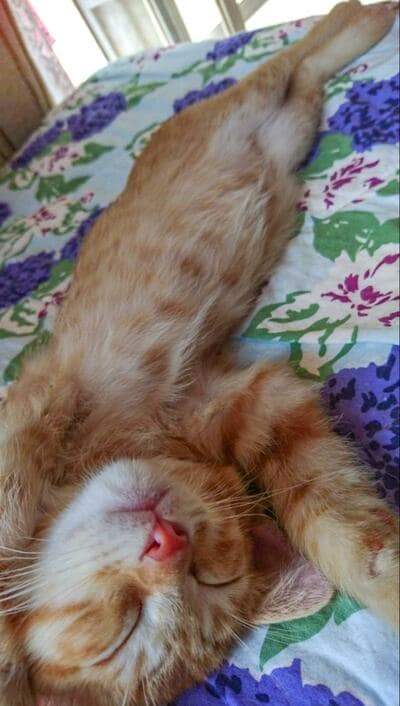 すやすや眠る子猫時代のぷりんちゃん