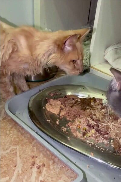 食事を口にする猫アーティー。骨格が浮き出るほど痩せ細った体つきがうかがえる