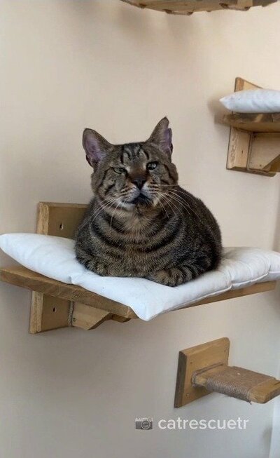 壁の台の上でくつろぐビクター