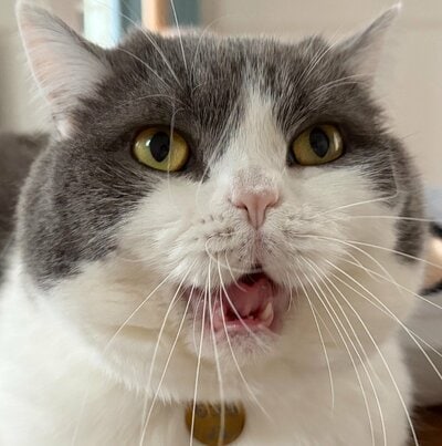 あくび1秒前のお顔