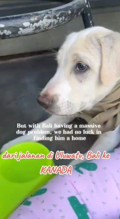 出所:<u><a href="https://www.tiktok.com/@jambidoglover/video/7651777185283411218" target="_blank">@jambidoglover</a></u>