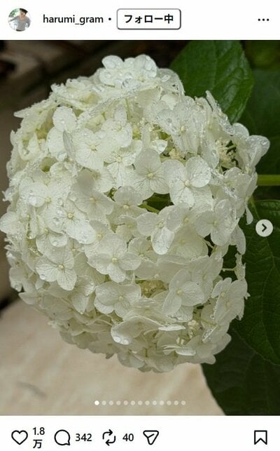 栗原はるみのInstagram投稿（雨に濡れた白い紫陽花）