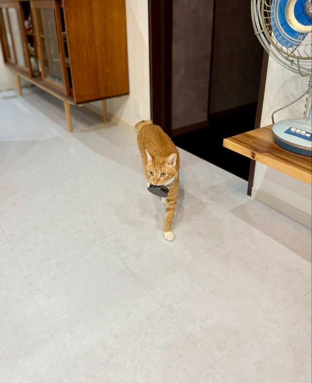 物を運んできてくれる猫さん　持ってきた謎の物体に笑ってしまう