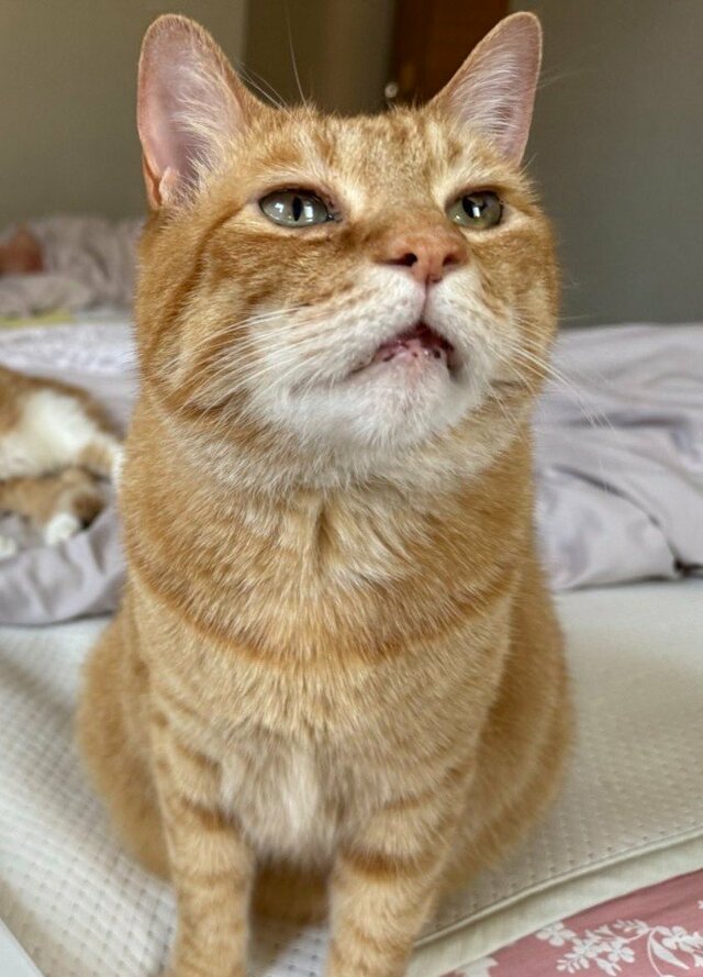 見事な野生の忘れっぷり！口を全開にして熟睡する元保護猫の姿にほっこり癒やされる