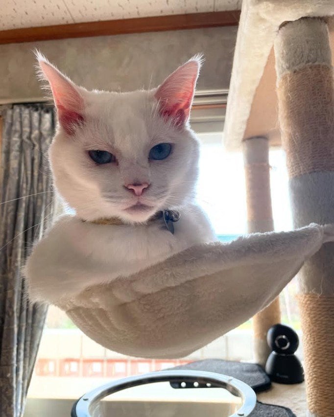 「考える顔が可愛い」猫ちゃんは何を思う…「答えは出たかな？」と気になってしまうSNS投稿が話題