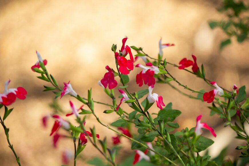 Vampyre Zen/shutterstock.com