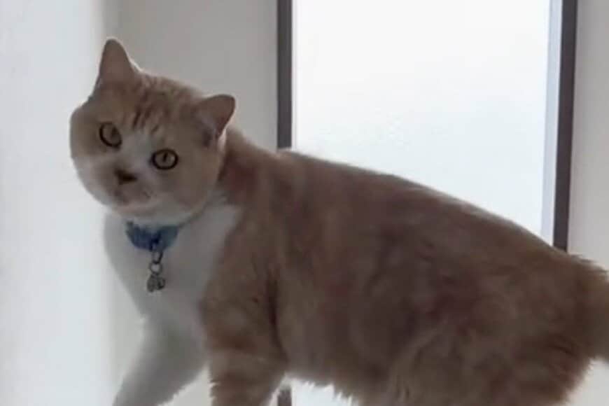 小さすぎる箱に「無理やり入る猫」に思わず目を疑う　まさかの姿に衝撃走る