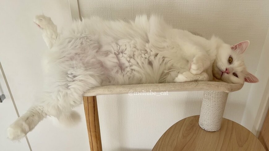 出所：@meltube_cat