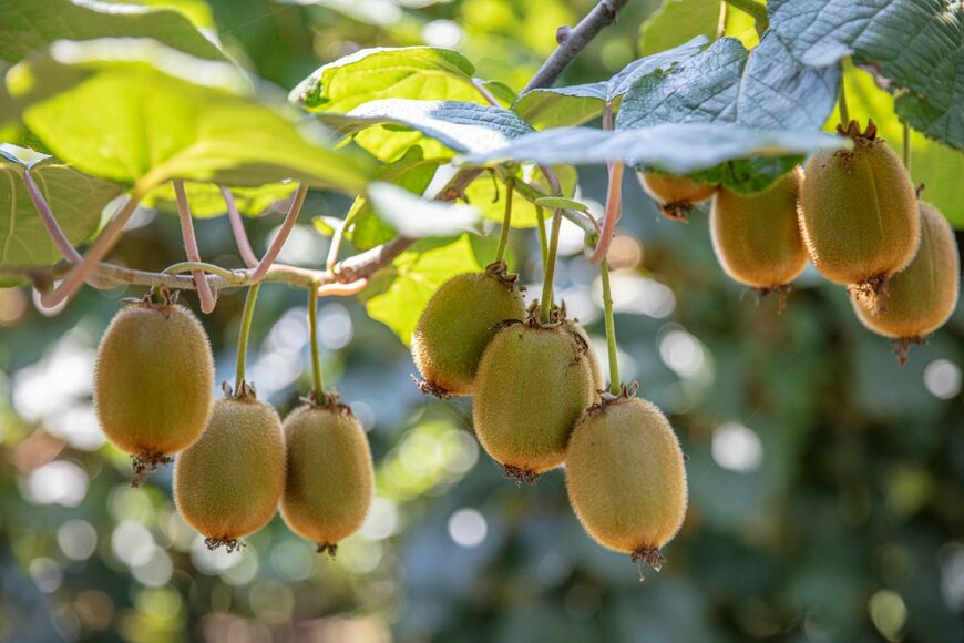 Mehmet Cetin/shutterstock.com