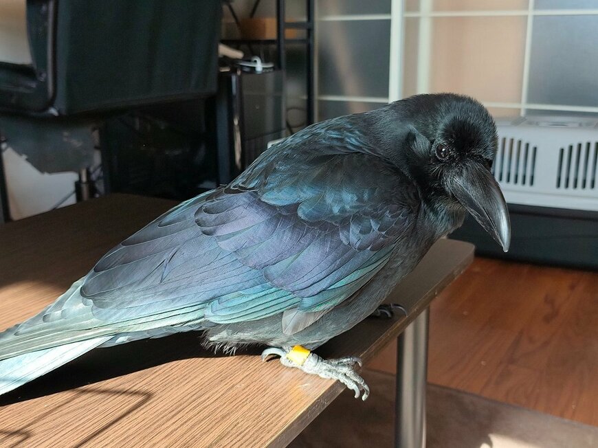 出所：@____MizoRe