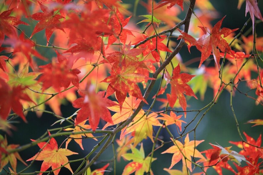 LewisTsePuiLung/istockphoto.com