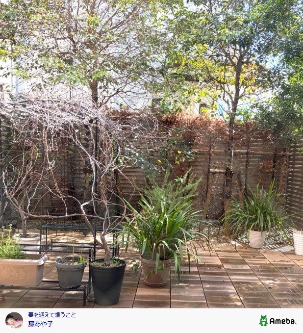 出所：藤あや子の公式ブログ　参照日：2026年3月10日