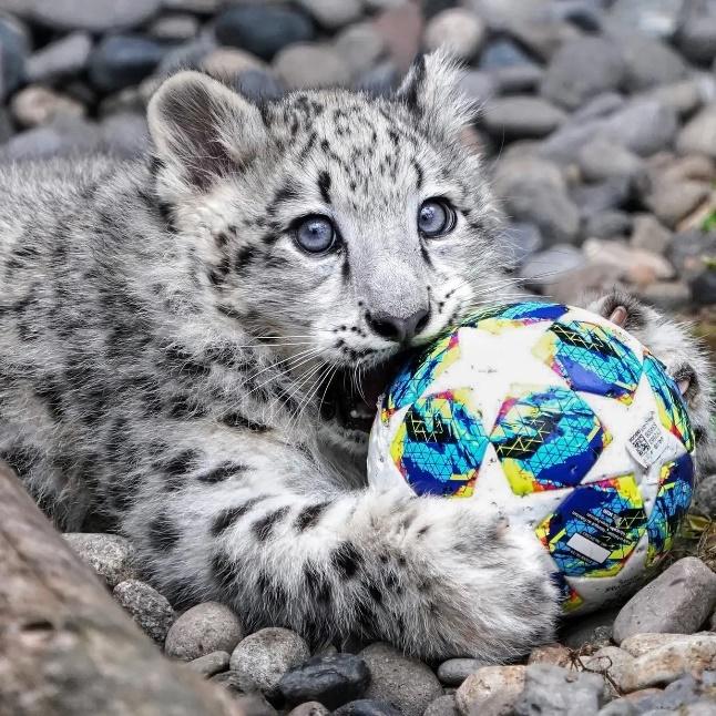 写真：RIKU／写真集『ほぼねこ』より