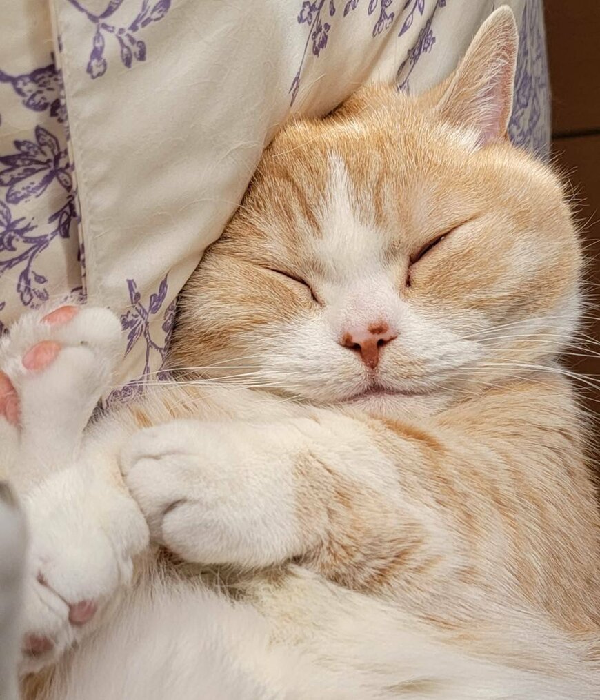 出所：@nekotansoku