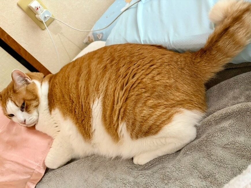 まるで人のような座り方をする猫 「お行儀がいい」「長〜い！」姿が可愛くて笑える