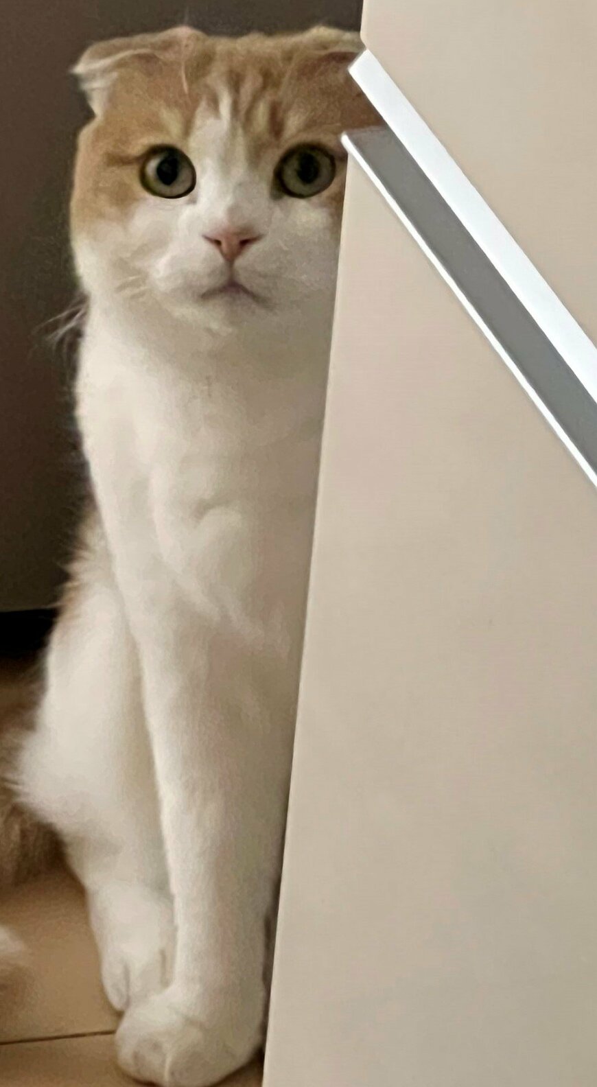 出所：@torotolo106106