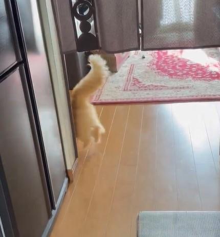 出所：@NEKOLAND13