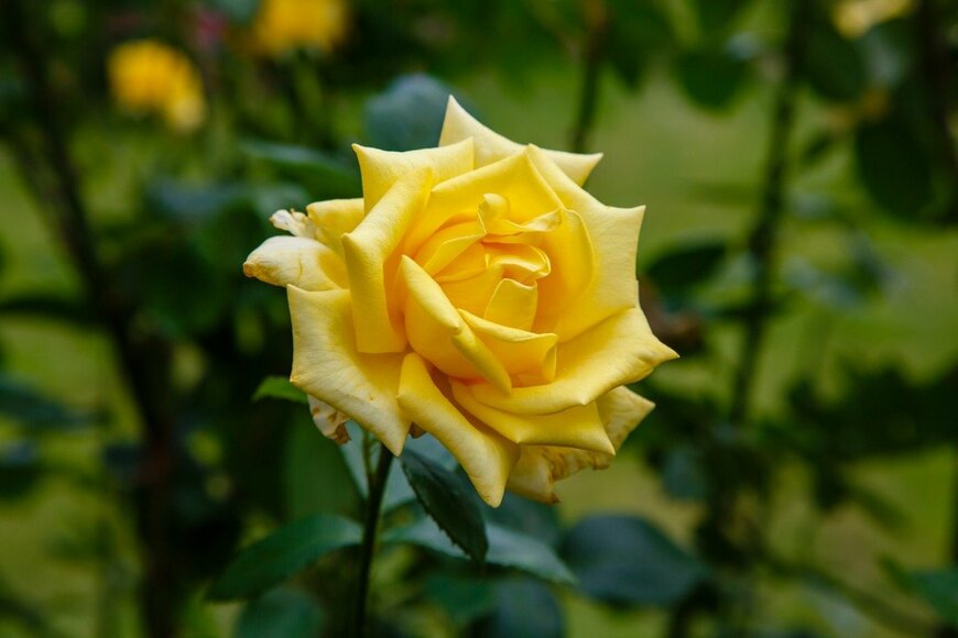 Olga Bungova/istockphoto.com