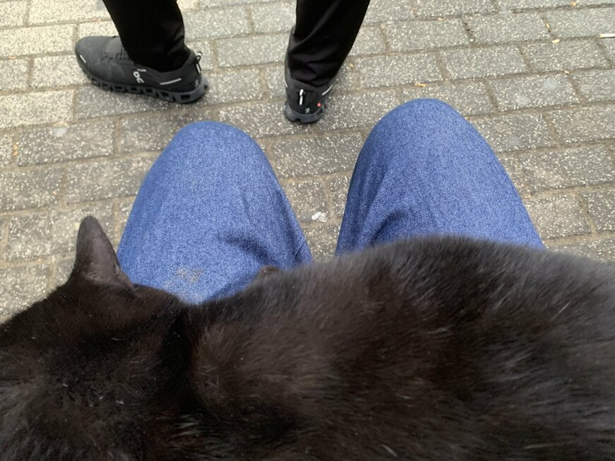 バス停でいつも見かける黒猫に違和感…まさかの真実に「これは衝撃的」「なんということでしょう」